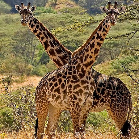 giraaffe