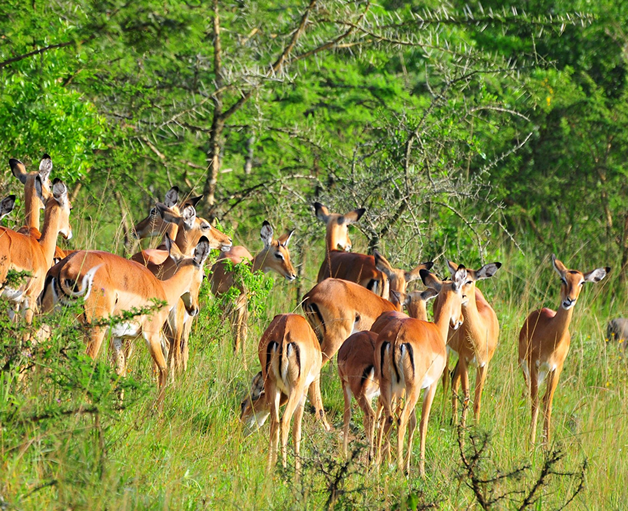 kobs at lake mburo