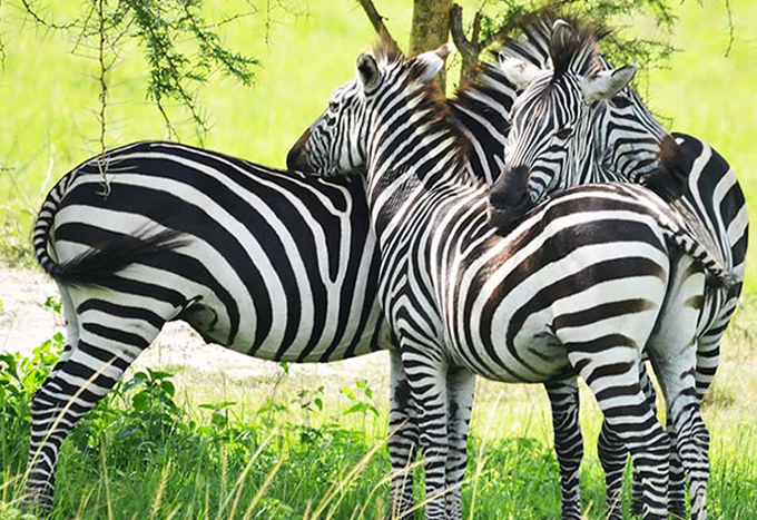 lake mburo wildlife safaris