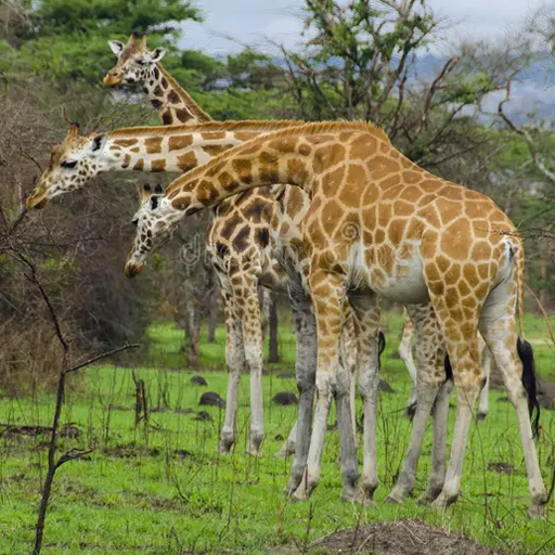 8 Things to do at Lake Mburo National Park on Safari 2026